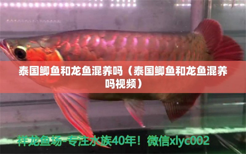 泰國鯽魚和龍魚混養(yǎng)嗎（泰國鯽魚和龍魚混養(yǎng)嗎視頻）