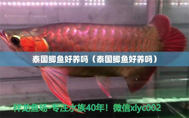 泰國鯽魚好養(yǎng)嗎（泰國鯽魚好養(yǎng)嗎）