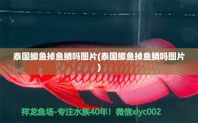 泰國(guó)鯽魚(yú)掉魚(yú)鱗嗎圖片(泰國(guó)鯽魚(yú)掉魚(yú)鱗嗎圖片) 龍魚(yú)專用燈