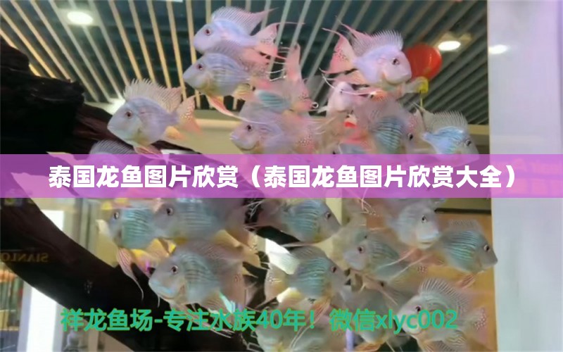 泰國龍魚圖片欣賞（泰國龍魚圖片欣賞大全） 黃金河虎魚