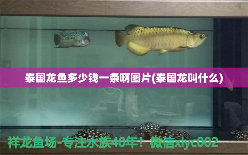 泰國(guó)龍魚多少錢一條啊圖片(泰國(guó)龍叫什么)