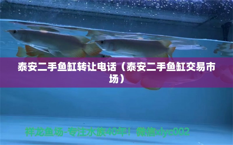 泰安二手魚缸轉讓電話（泰安二手魚缸交易市場）