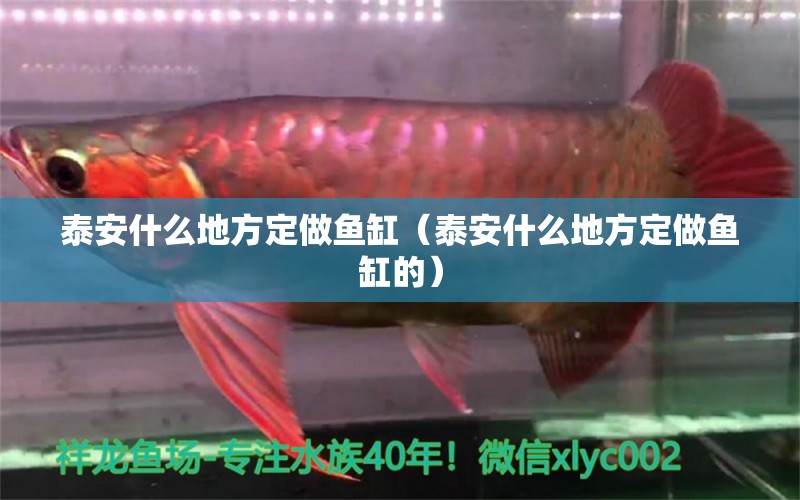 泰安什么地方定做魚缸（泰安什么地方定做魚缸的）