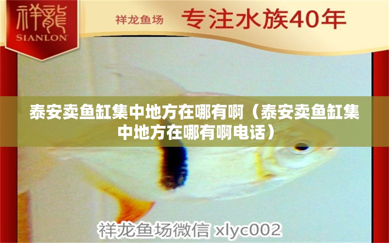 泰安賣魚缸集中地方在哪有?。ㄌ┌操u魚缸集中地方在哪有啊電話）