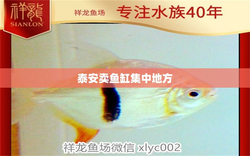 泰安賣(mài)魚(yú)缸集中地方 其他品牌魚(yú)缸