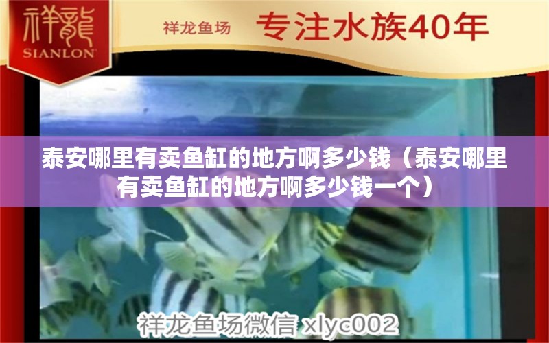 泰安哪里有賣魚缸的地方啊多少錢（泰安哪里有賣魚缸的地方啊多少錢一個） 祥龍水族醫(yī)院