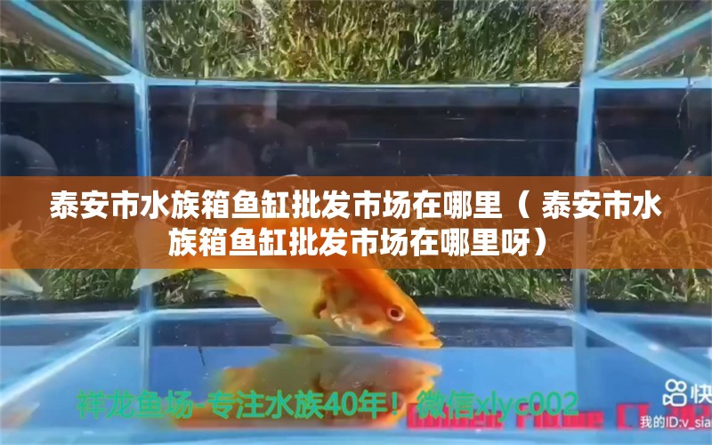 泰安市水族箱魚缸批發(fā)市場在哪里（ 泰安市水族箱魚缸批發(fā)市場在哪里呀）