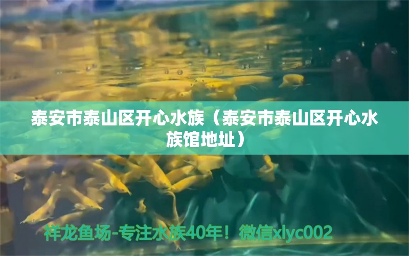 泰安市泰山區(qū)開心水族（泰安市泰山區(qū)開心水族館地址）