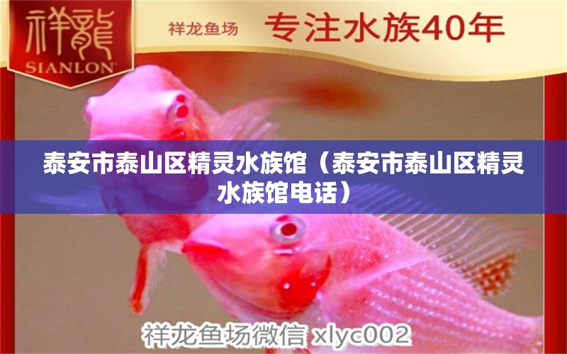 泰安市泰山區(qū)精靈水族館（泰安市泰山區(qū)精靈水族館電話）