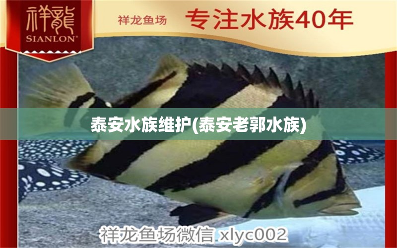 泰安水族維護(泰安老郭水族) 白子銀龍苗（黃化銀龍苗）