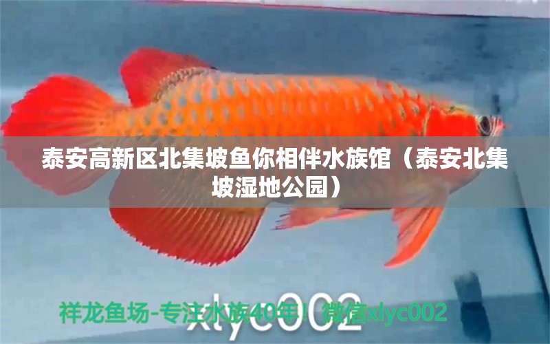 泰安高新區(qū)北集坡魚你相伴水族館（泰安北集坡濕地公園）