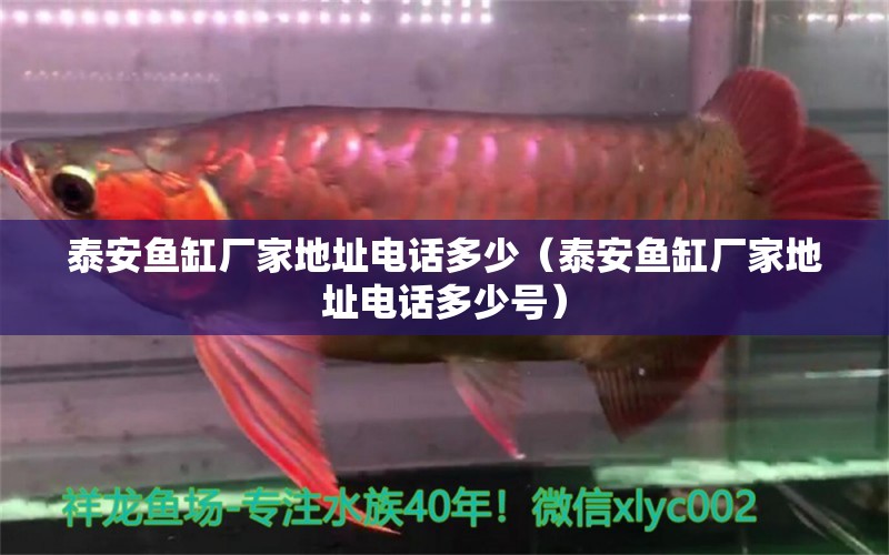 泰安魚缸廠家地址電話多少（泰安魚缸廠家地址電話多少號）