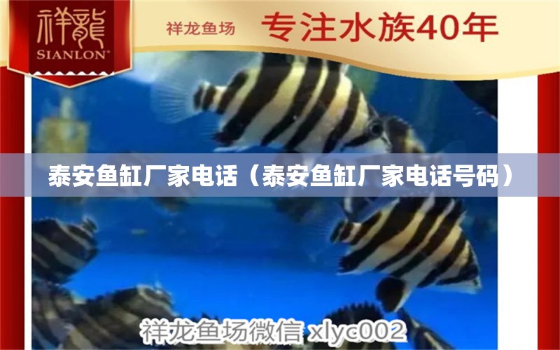 泰安魚缸廠家電話（泰安魚缸廠家電話號碼）