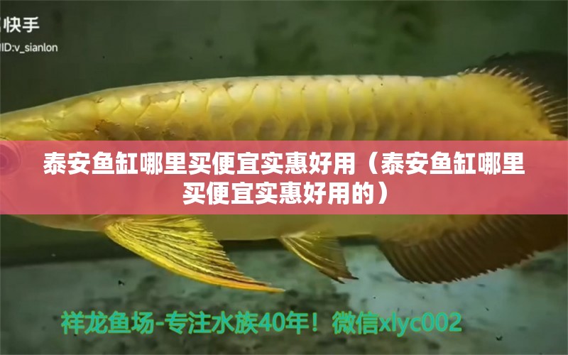 泰安魚(yú)缸哪里買(mǎi)便宜實(shí)惠好用（泰安魚(yú)缸哪里買(mǎi)便宜實(shí)惠好用的）