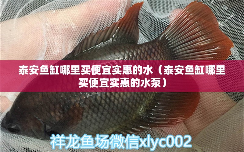 泰安魚(yú)缸哪里買(mǎi)便宜實(shí)惠的水（泰安魚(yú)缸哪里買(mǎi)便宜實(shí)惠的水泵）