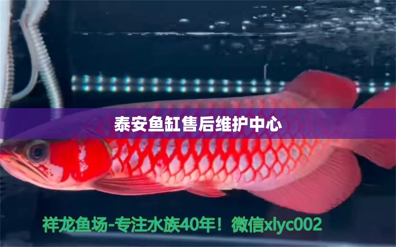 泰安魚缸售后維護中心