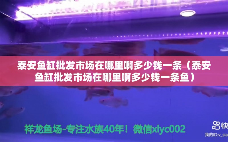 泰安魚缸批發(fā)市場在哪里啊多少錢一條（泰安魚缸批發(fā)市場在哪里啊多少錢一條魚）