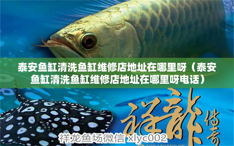 泰安魚缸清洗魚缸維修店地址在哪里呀（泰安魚缸清洗魚缸維修店地址在哪里呀電話）