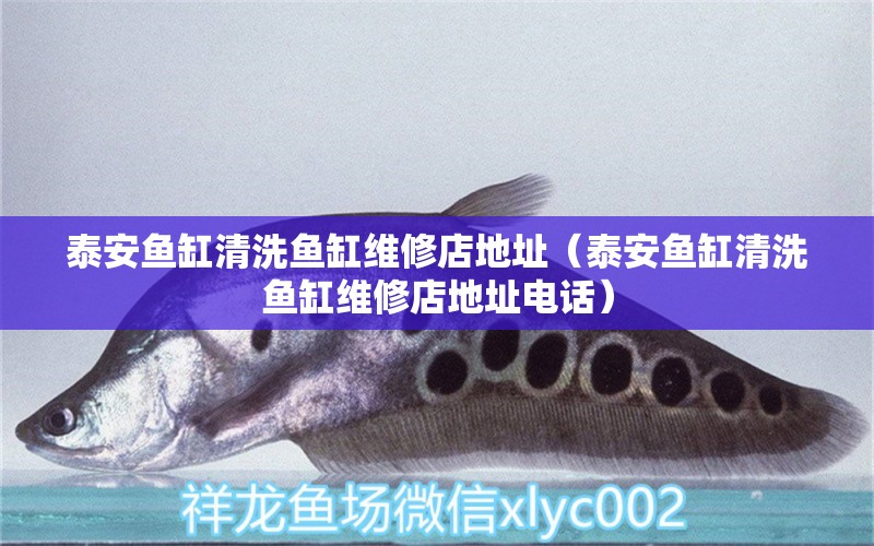 泰安魚缸清洗魚缸維修店地址（泰安魚缸清洗魚缸維修店地址電話）