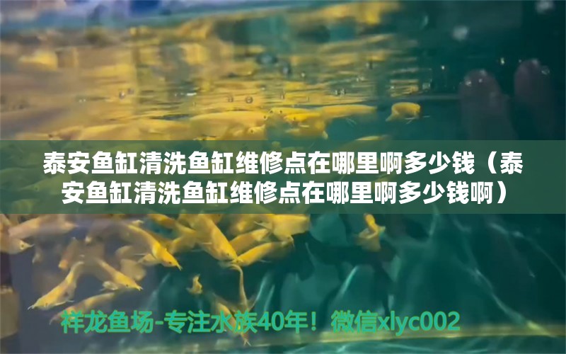 泰安魚缸清洗魚缸維修點(diǎn)在哪里啊多少錢（泰安魚缸清洗魚缸維修點(diǎn)在哪里啊多少錢啊）