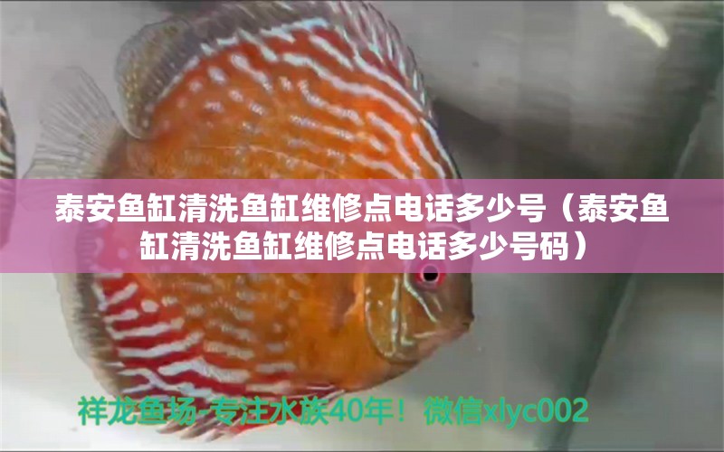 泰安魚缸清洗魚缸維修點電話多少號（泰安魚缸清洗魚缸維修點電話多少號碼） 觀賞魚市場（混養(yǎng)魚）