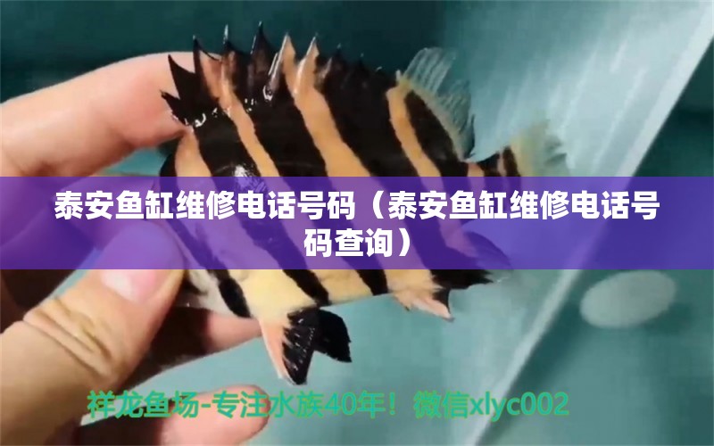 泰安魚缸維修電話號碼（泰安魚缸維修電話號碼查詢）