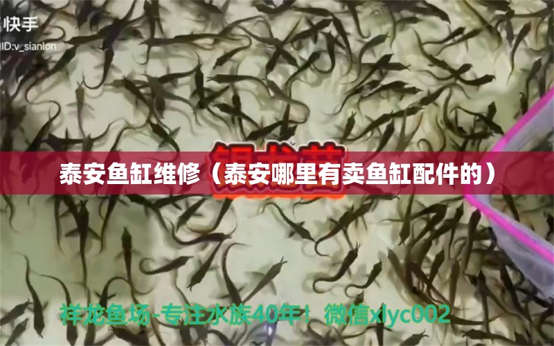 泰安魚(yú)缸維修（泰安哪里有賣魚(yú)缸配件的）