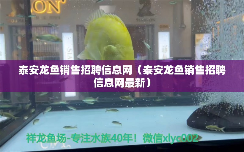 泰安龍魚銷售招聘信息網(wǎng)（泰安龍魚銷售招聘信息網(wǎng)最新）