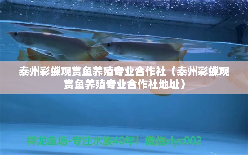 泰州彩蝶觀賞魚養(yǎng)殖專業(yè)合作社（泰州彩蝶觀賞魚養(yǎng)殖專業(yè)合作社地址） 全國(guó)水族館企業(yè)名錄