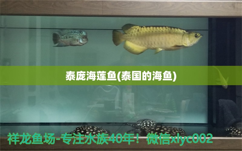 泰龐海蓮魚(yú)(泰國(guó)的海魚(yú)) 泰龐海蓮魚(yú) 第1張