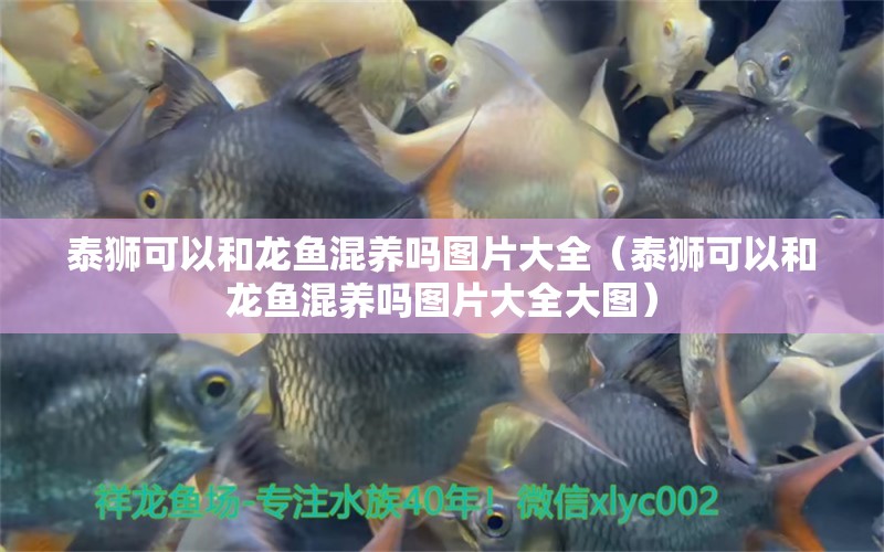 泰獅可以和龍魚混養(yǎng)嗎圖片大全（泰獅可以和龍魚混養(yǎng)嗎圖片大全大圖）