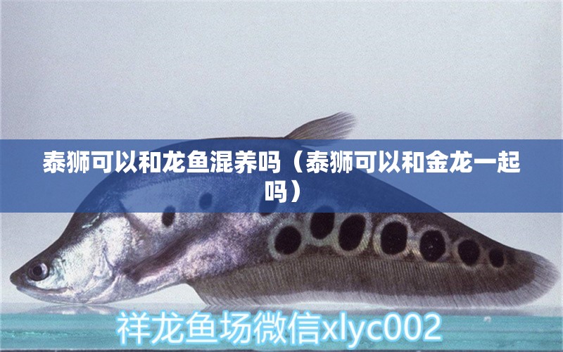 泰獅可以和龍魚混養(yǎng)嗎（泰獅可以和金龍一起嗎） 廣州觀賞魚批發(fā)市場