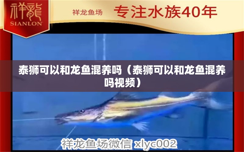 泰獅可以和龍魚(yú)混養(yǎng)嗎（泰獅可以和龍魚(yú)混養(yǎng)嗎視頻） 廣州龍魚(yú)批發(fā)市場(chǎng)