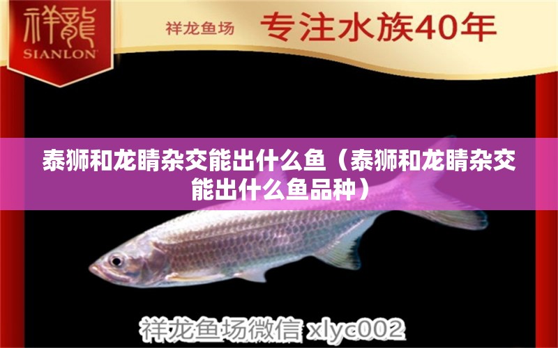 泰獅和龍睛雜交能出什么魚(yú)（泰獅和龍睛雜交能出什么魚(yú)品種）