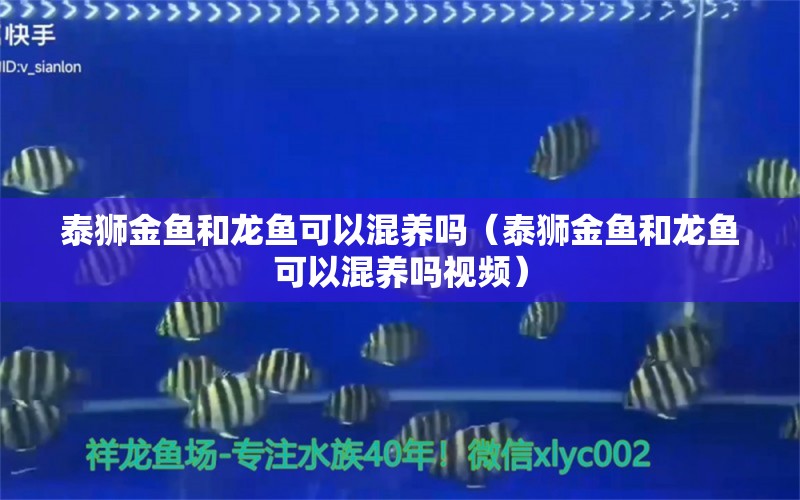 泰獅金魚(yú)和龍魚(yú)可以混養(yǎng)嗎（泰獅金魚(yú)和龍魚(yú)可以混養(yǎng)嗎視頻）