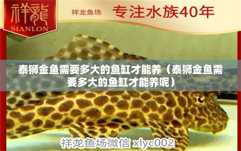 泰獅金魚(yú)需要多大的魚(yú)缸才能養(yǎng)（泰獅金魚(yú)需要多大的魚(yú)缸才能養(yǎng)呢） 銀古魚(yú)苗