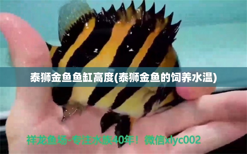 泰獅金魚魚缸高度(泰獅金魚的飼養(yǎng)水溫) 噴點(diǎn)菠蘿魚