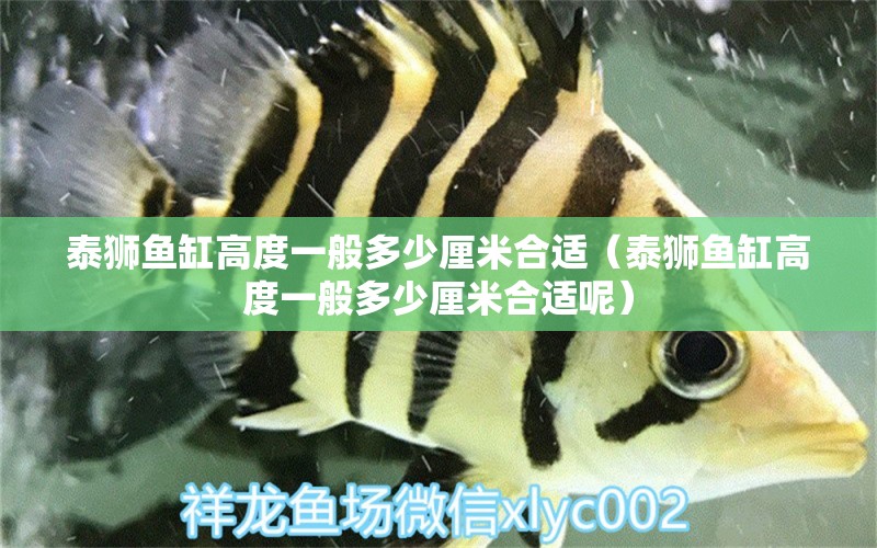 泰獅魚缸高度一般多少厘米合適（泰獅魚缸高度一般多少厘米合適呢）