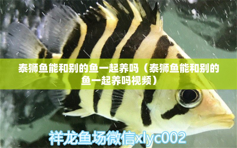 泰獅魚能和別的魚一起養(yǎng)嗎（泰獅魚能和別的魚一起養(yǎng)嗎視頻）