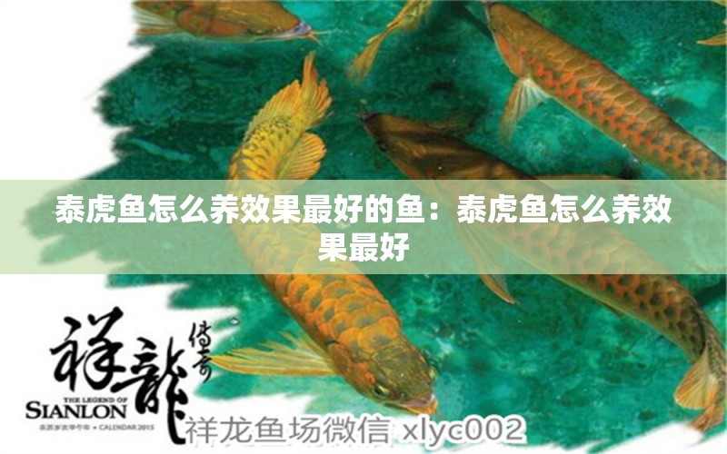 泰虎魚(yú)怎么養(yǎng)效果最好的魚(yú)：泰虎魚(yú)怎么養(yǎng)效果最好 泰國(guó)虎魚(yú) 第2張