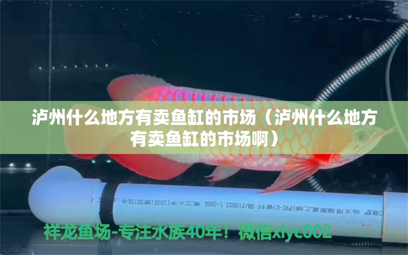 瀘州什么地方有賣魚缸的市場（瀘州什么地方有賣魚缸的市場?。? title=