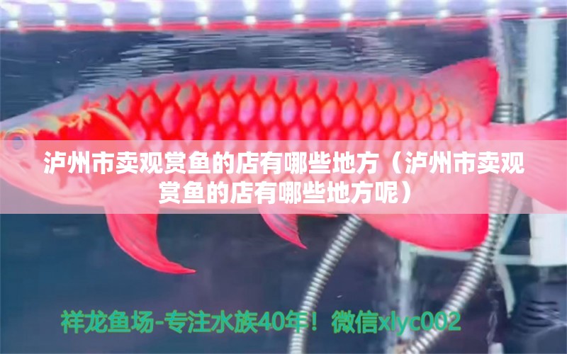 瀘州市賣觀賞魚的店有哪些地方（瀘州市賣觀賞魚的店有哪些地方呢）