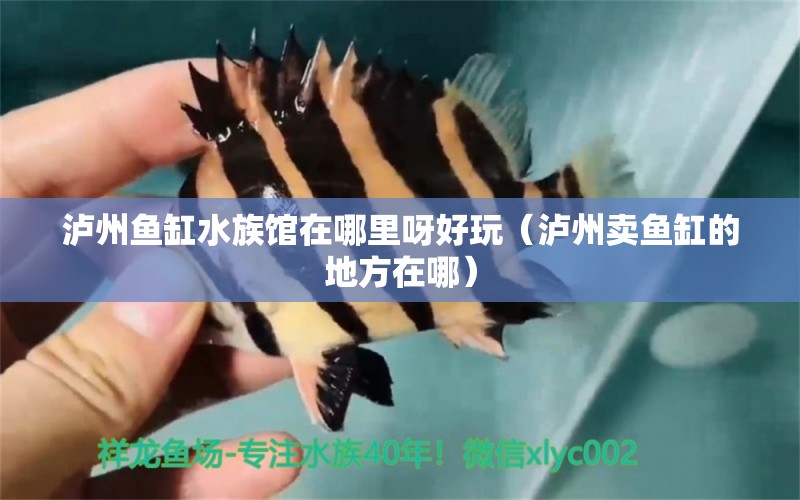 瀘州魚(yú)缸水族館在哪里呀好玩（瀘州賣(mài)魚(yú)缸的地方在哪）