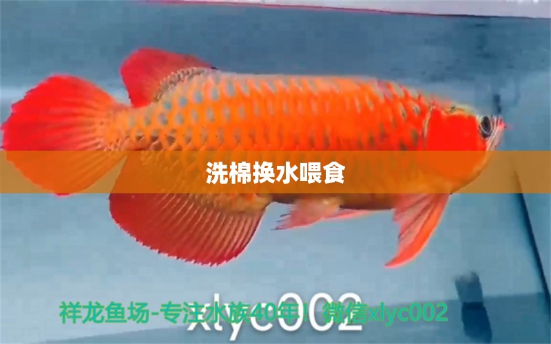 洗棉換水喂食 成吉思汗鯊（球鯊）魚 第4張