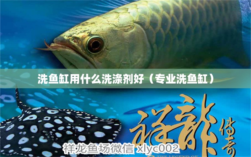 洗魚缸用什么洗滌劑好（專業(yè)洗魚缸） 黃金貓魚