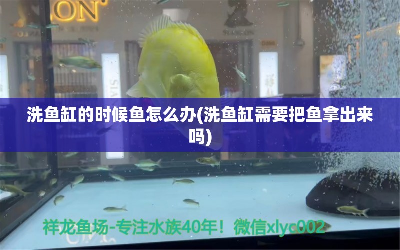 洗魚缸的時候魚怎么辦(洗魚缸需要把魚拿出來嗎) 黃金鴨嘴魚