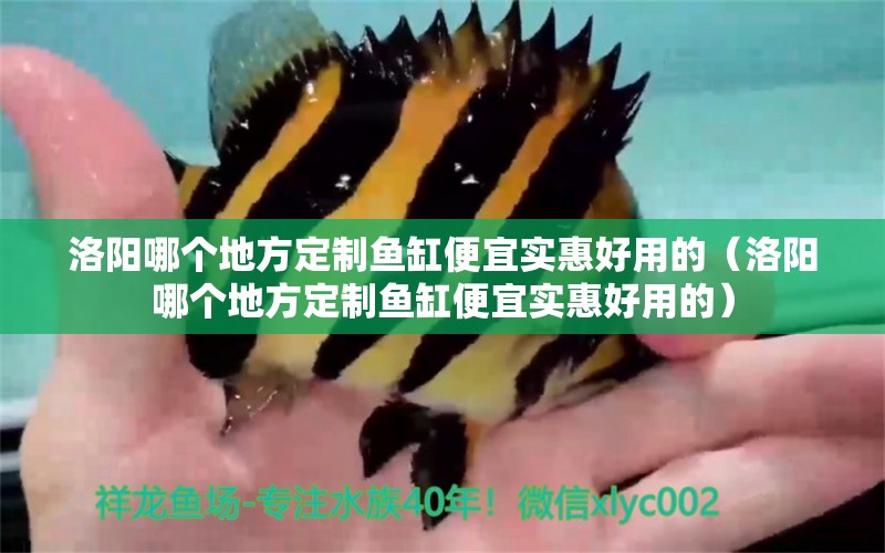 洛陽哪個地方定制魚缸便宜實惠好用的（洛陽哪個地方定制魚缸便宜實惠好用的） 祥龍水族醫(yī)院