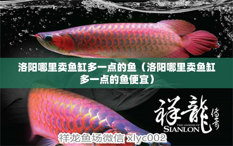 洛陽哪里賣魚缸多一點的魚（洛陽哪里賣魚缸多一點的魚便宜） 祥龍水族醫(yī)院