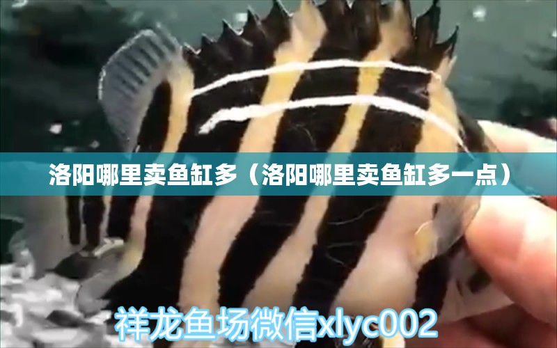 洛陽(yáng)哪里賣魚(yú)缸多（洛陽(yáng)哪里賣魚(yú)缸多一點(diǎn)）