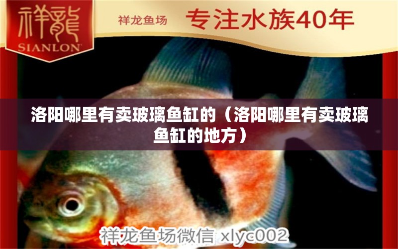 洛陽(yáng)哪里有賣玻璃魚(yú)缸的（洛陽(yáng)哪里有賣玻璃魚(yú)缸的地方） 其他品牌魚(yú)缸